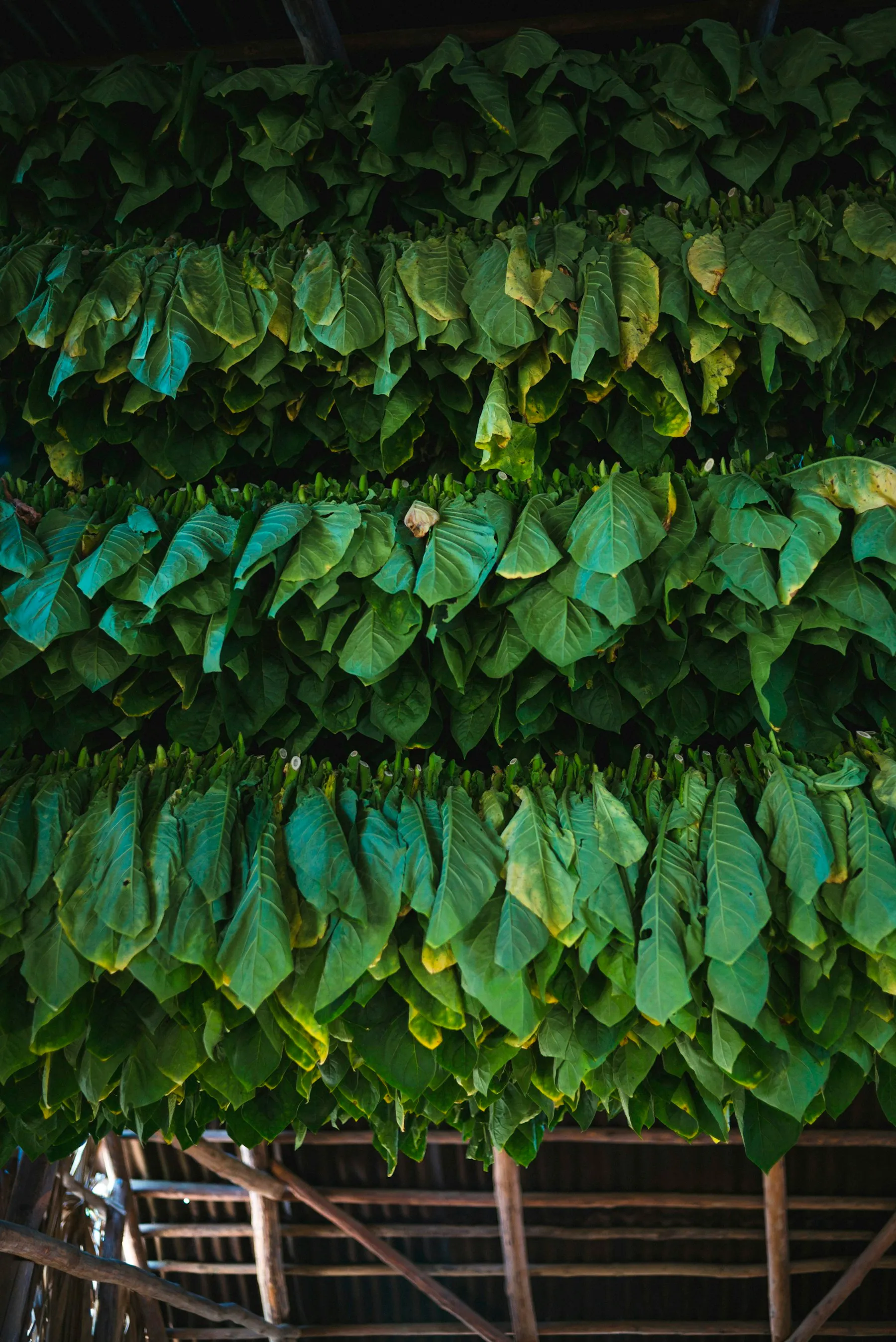 Bundles of cured tobacco leaves, cut and tied